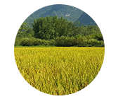 친환경 쌀